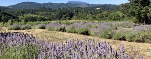 Lavender fields